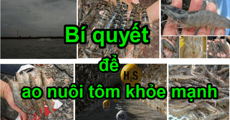 BÍ quyết để có một ao nuôi tôm khỏe mạnh