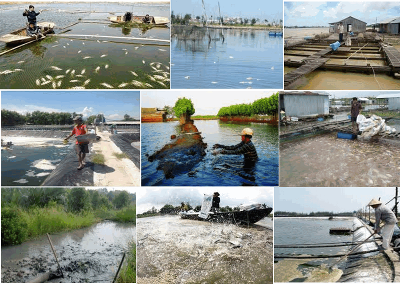 Ô nhiễm môi trường nuôi trồng thủy sản và giải pháp khắc phục