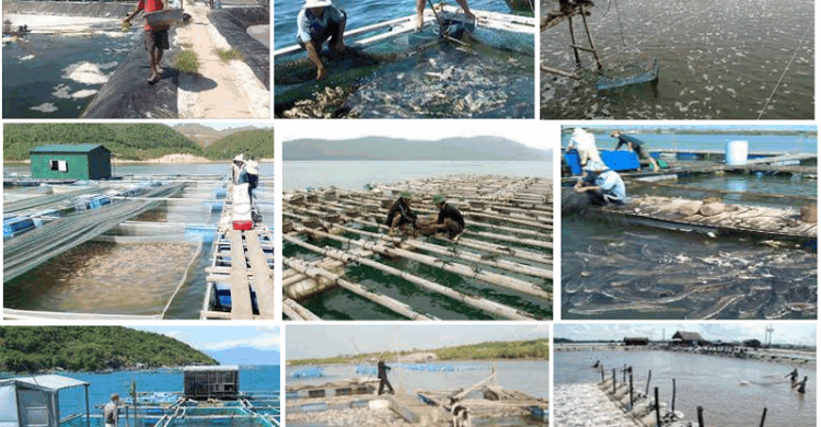 nuôi trồng thủy sản