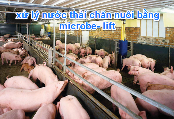 Xử lý chất thải chăn nuôi bằng microbe lift