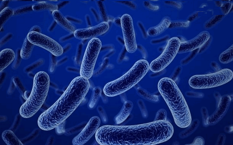 vi khuẩn vi sinh Bacillus 