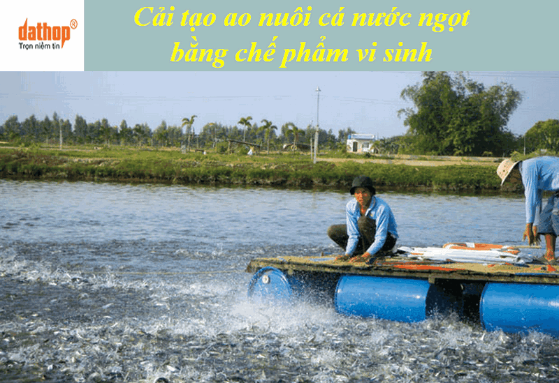cải tạo ao nuôi cá bằng chế phẩm vi sinh