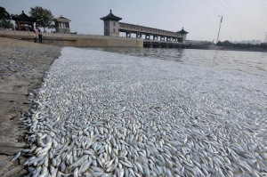Ô nhiễm nguồn nước: Mối đe dọa lớn cho ngành thủy sản Việt Nam