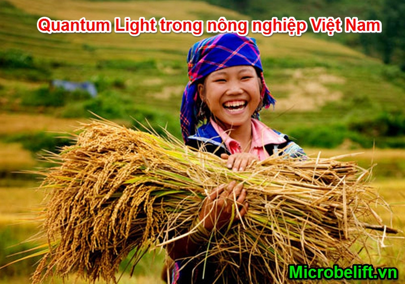 ung dung quantum light trong nong nghiep 3