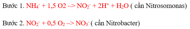 Xử lý Ni-tơ trong nước thải cao su bằng vi sinh Microbe-Lift 1 nitrat hóa