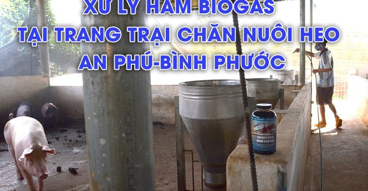 xử lý hầm biogas trang trại nuôi heo