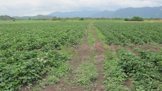 ruộng khoai lang - Microbe Lift