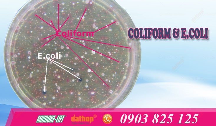 Coliform và E.coli