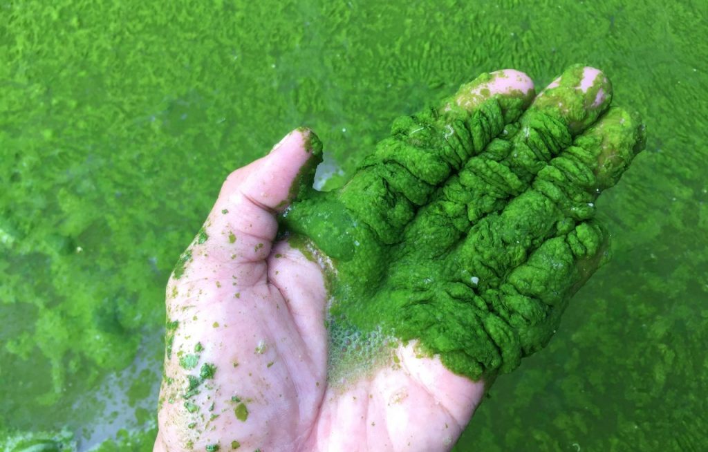 tảo độc trong ao nuôi