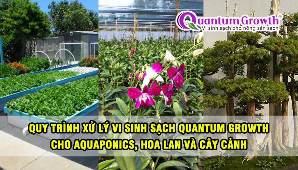 xu ly vi sinh sach quantum growth cho aquaponics hoa lan cay canh dathop
