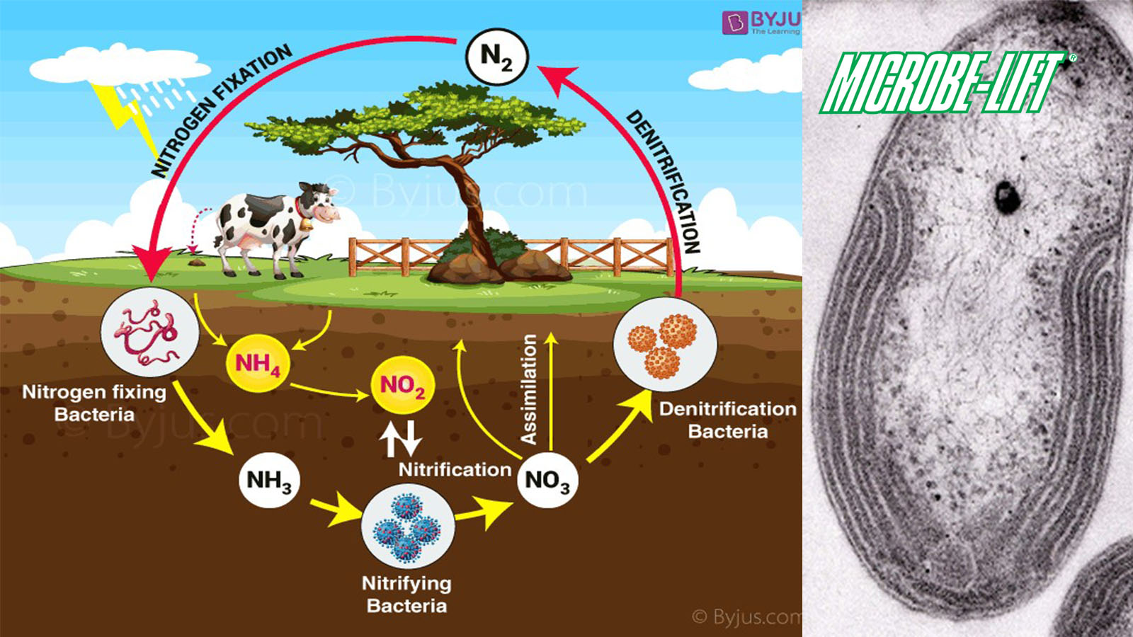 Có những loại vi khuẩn nitrat hóa nào?
