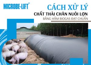 cahcs xu ly chat thai chan nuoi lon 01