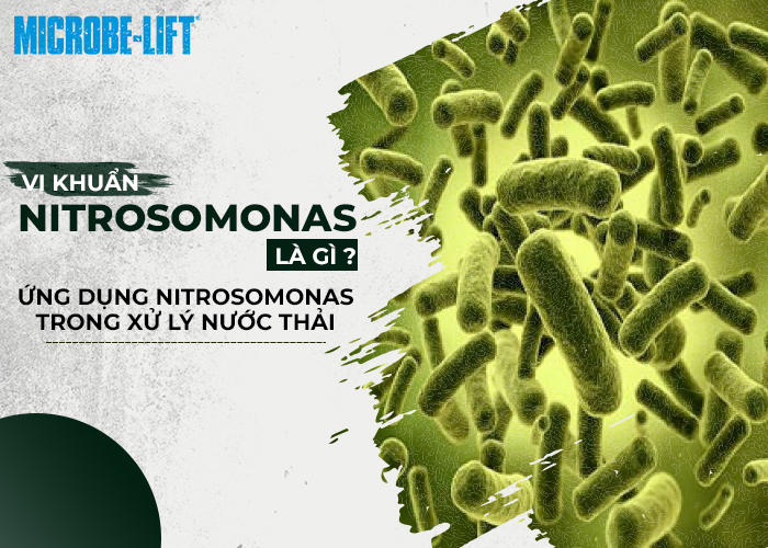Vi khuẩn Nitrosomonas là gì - Ứng dụng trong xử lý nước thải thế nào ?