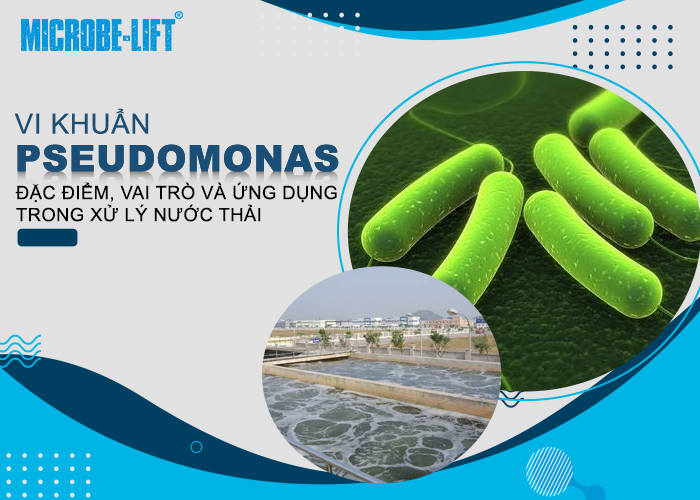Vi khuẩn Pseudomonas là gì? ứng dụng trong xử lý nước thải