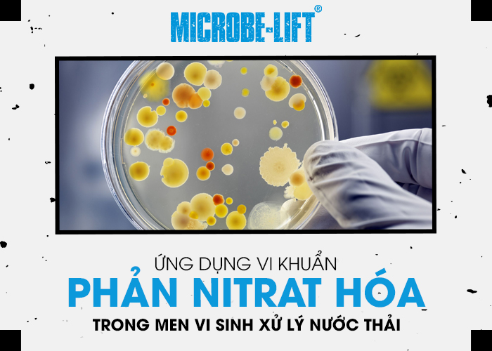 Ứng dụng vi khuẩn phản Nitrat hóa trong men vi sinh xử lý nước thải 