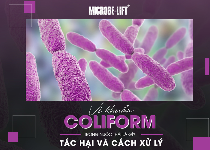Vi khuẩn Coliform trong nước thải là gì?