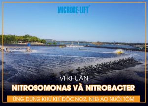 Nitrosomonas và Nitrobacter Ứng dụng khử khí độc NO2, NH3 trong ao nuôi tôm
