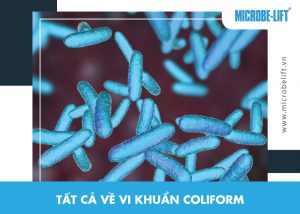 Coliform là gì? Mối nguy hại tiềm tàng từ chủng vi khuẩn này