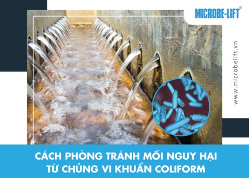 Coliform là gì? Mối nguy hại tiềm tàng từ chủng vi khuẩn này