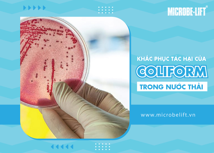 Khac phuc tac hai cua coliform trong nuoc thai 1