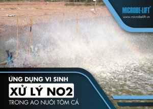 Ứng dụng vi sinh xử lý NO2 trong ao nuôi tôm cá