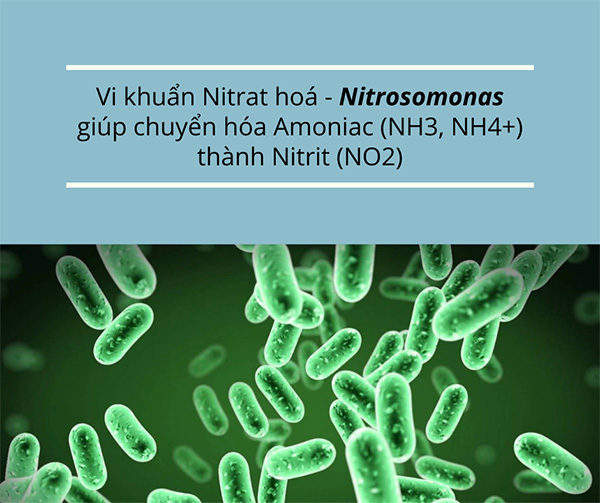 vi khuẩn nitrat hoá Nitrosomonas