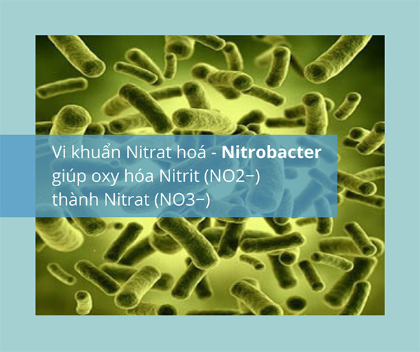 Vi khuẩn nitrat hoá Nitrobacter