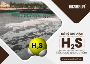 Xu ly khi doc H2S hieu qua cho ao tom 1