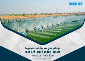 xử lý khí độc NH3