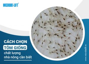 cách chọn tôm giống