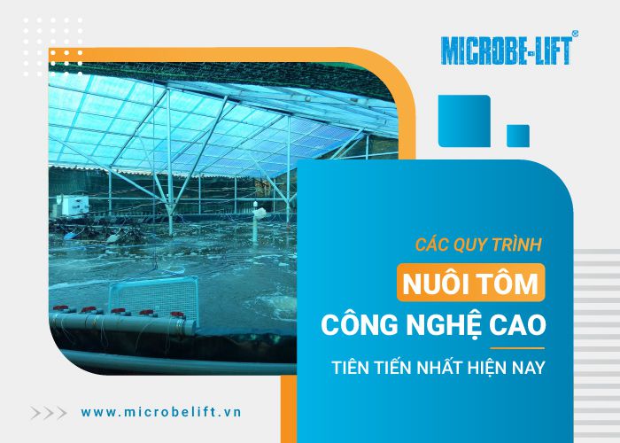Nuoi tom cong nghe cao 1