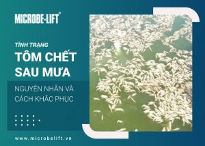 tôm chết sau mưa