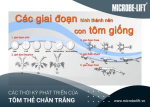 Cac giai doan phat trien cua au trung tom the 1