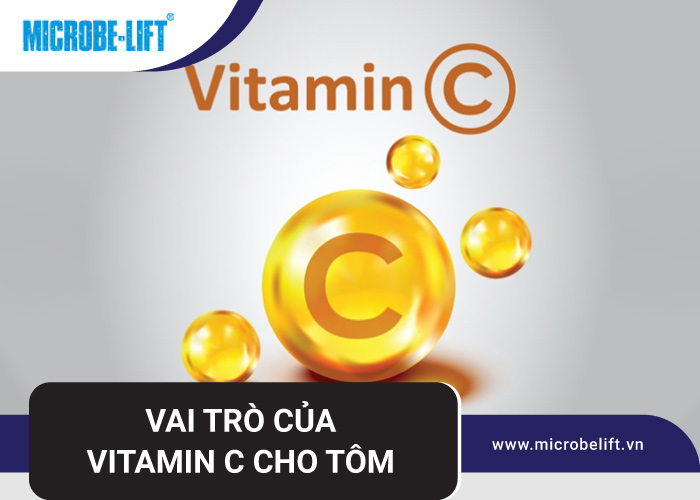 bo sung vitamin c cho tom 2