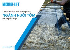 thach thuc moi truong trong nuoi tom 1