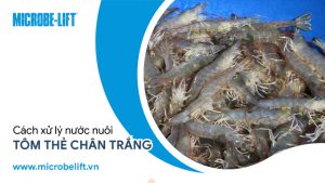 xử lý nước nuôi tôm thẻ chân trắng