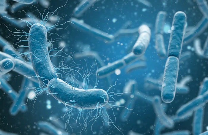 Chủng vi sinh Desulfovibrio. Chủng vi sinh Desulfovibrio.