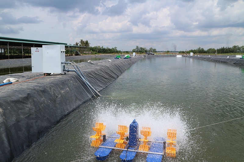 Tăng cường sục khí ao nuôi là một trong những phương pháp cơ bản điều trị bệnh đốm nâu