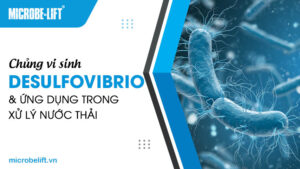 Chủng vi sinh Desulfovibrio và ứng dụng trong xử lý nước thải