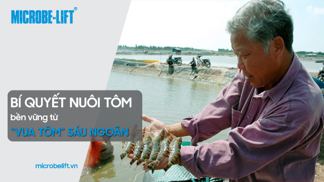 Bí quyết nuôi tôm bền vững từ “vua tôm” Sáu Ngoãn 1 Bi quyet nuoi tom 1