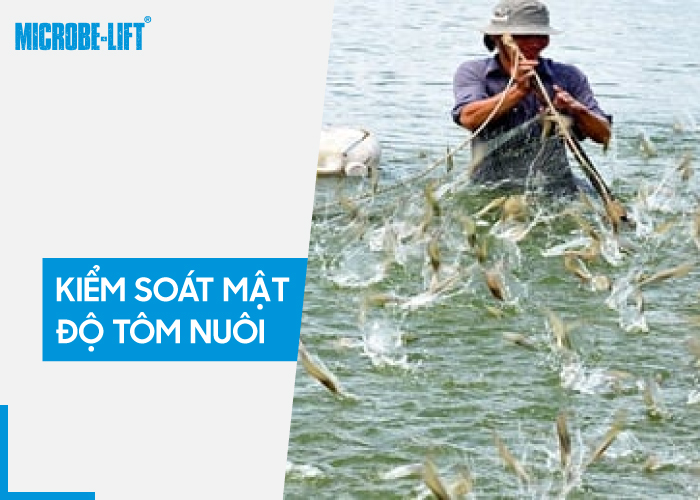 Bí quyết nuôi tôm bền vững từ “vua tôm” Sáu Ngoãn 3 Mat do tha con giong