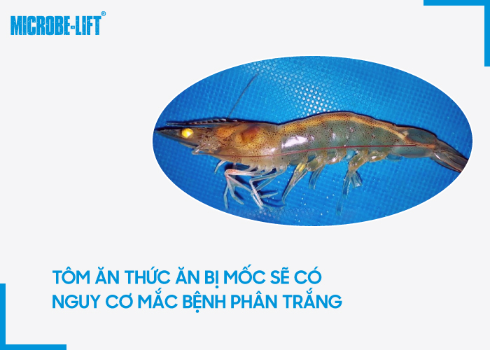 Bí quyết nuôi tôm bền vững từ “vua tôm” Sáu Ngoãn 4 Tom an thuc an bi moc se co nguy co mac benh phan trang