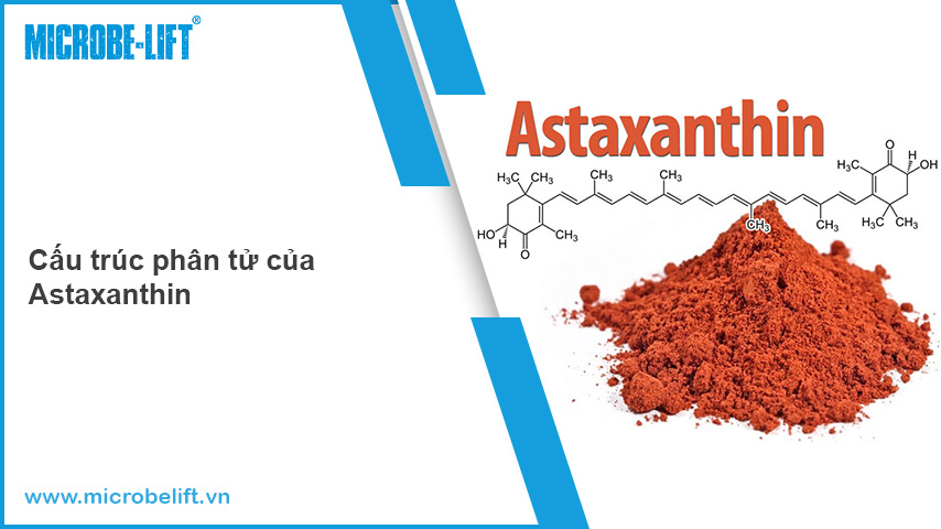 01 Astaxanthin trong nuoi tom