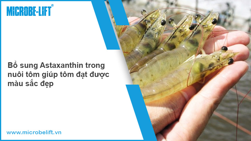02 Astaxanthin trong nuoi tom