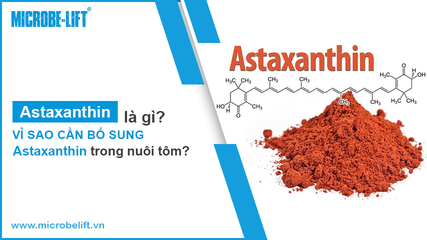 Astaxanthin trong nuoi tom