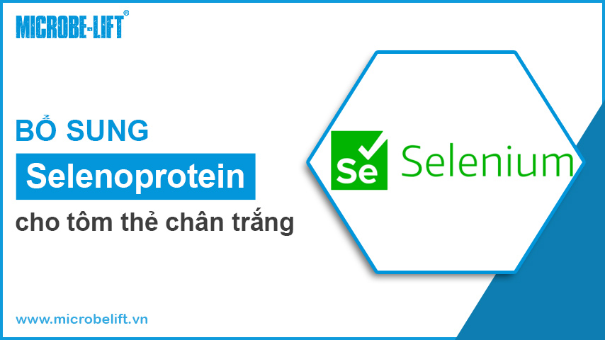 selenoprotein cho tom the chan trang
