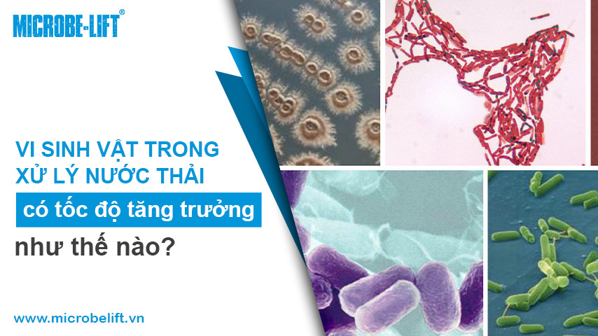 Toc Do Tang Truong Cua Vi Sinh Vat Trong Nuoc Thai