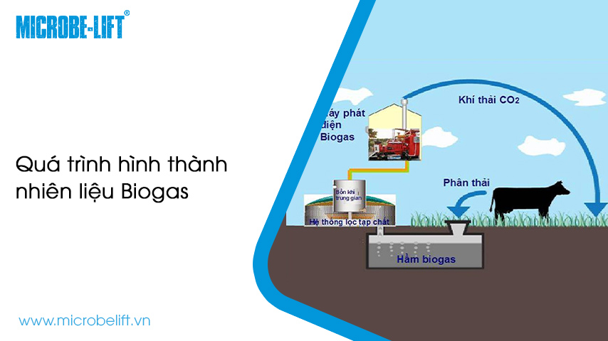 Biogas là nhiên liệu gì? Được ứng dụng ra sao?