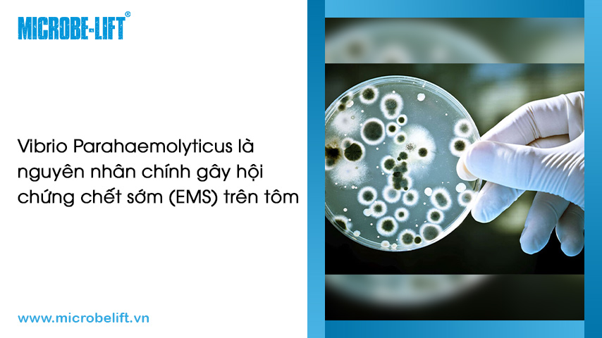 Vibrio parahaemolyticus: Vi khuẩn gây bệnh hoại tử gan tụy cấp (EMS) trên tôm