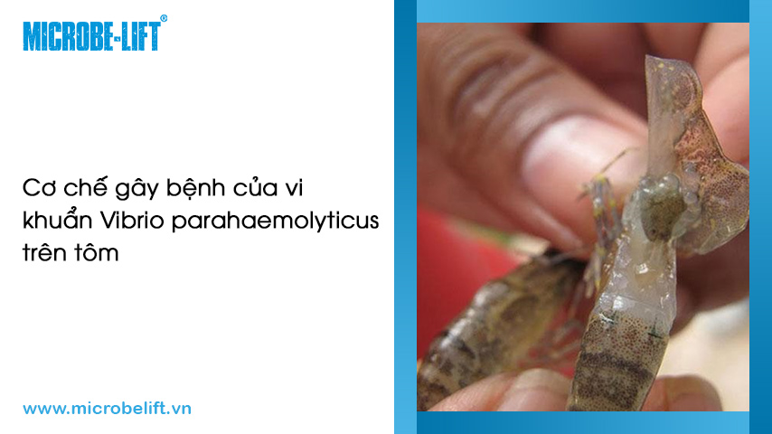 Vibrio parahaemolyticus: Vi khuẩn gây bệnh hoại tử gan tụy cấp (EMS) trên tôm